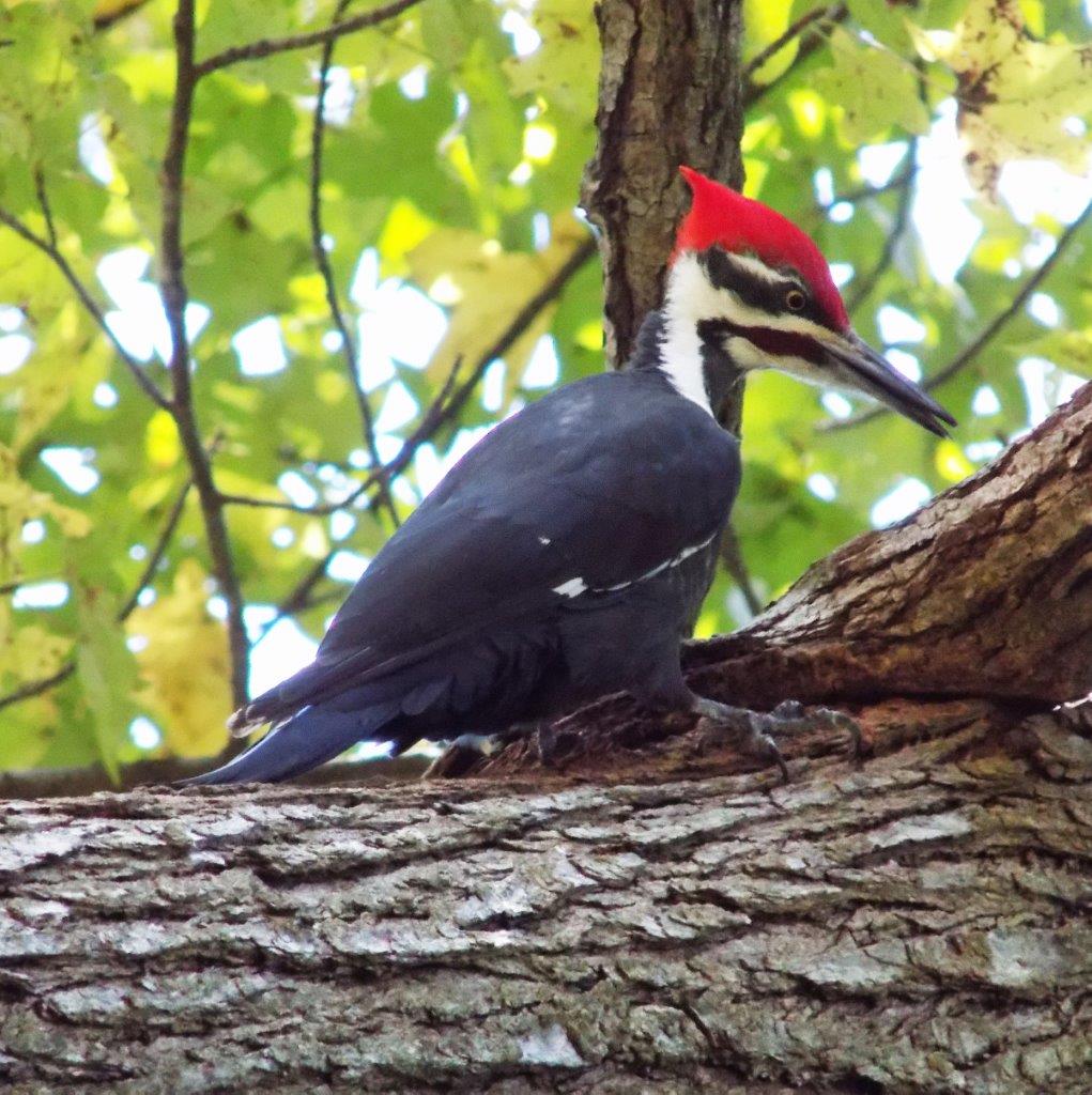 10a. Pileated Woodpecker