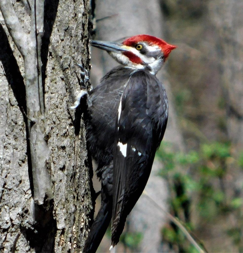 10c. Pileated Woodpecker
