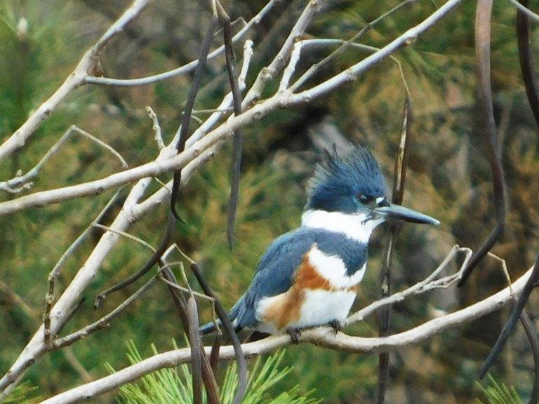 12. Female Belted Kingfisher