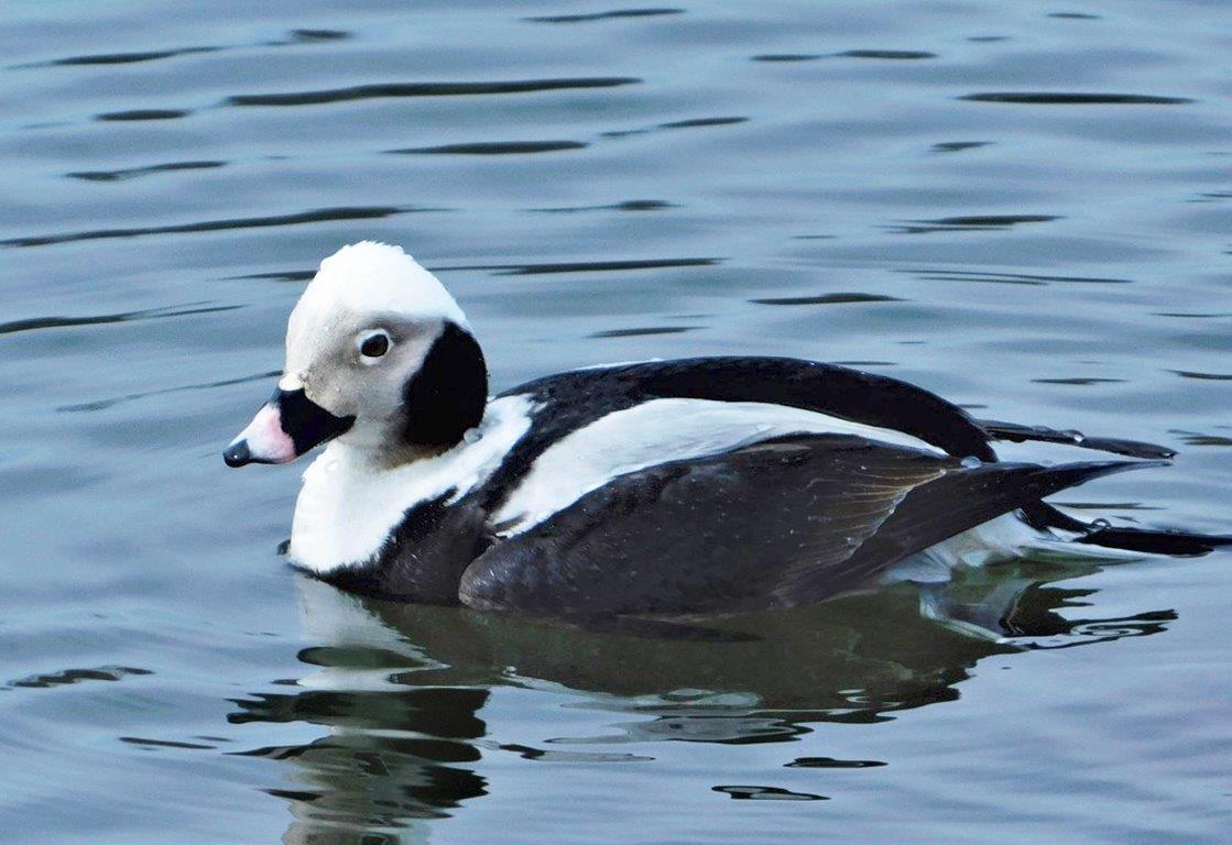 17. Long-Tailed Duck (old squaw)