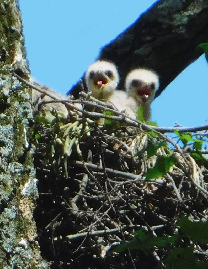 2. Young Red-Shouldered Hawks
