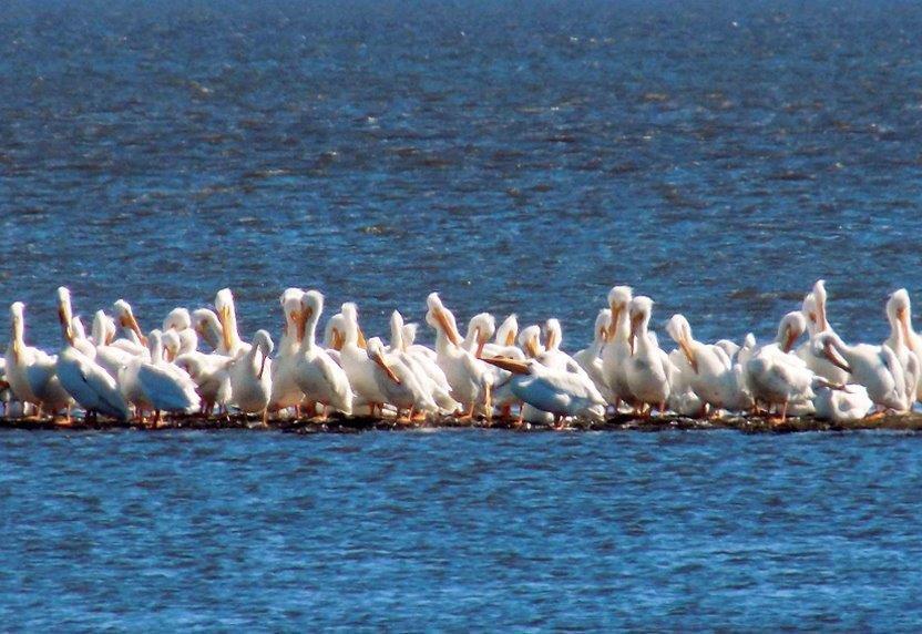 31.American White Pelicans