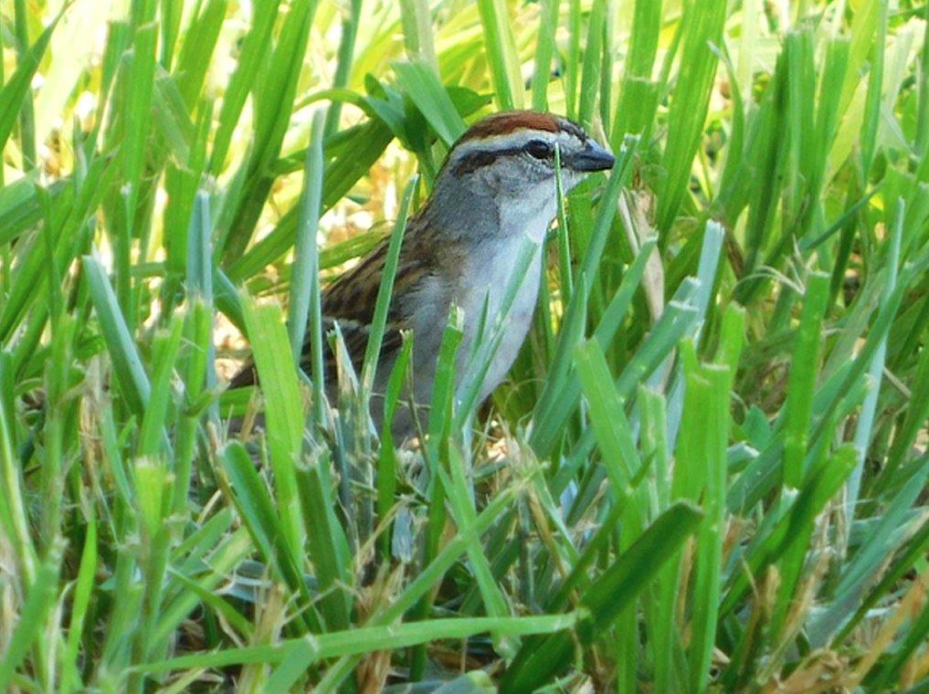 35. Chipping Sparrow
