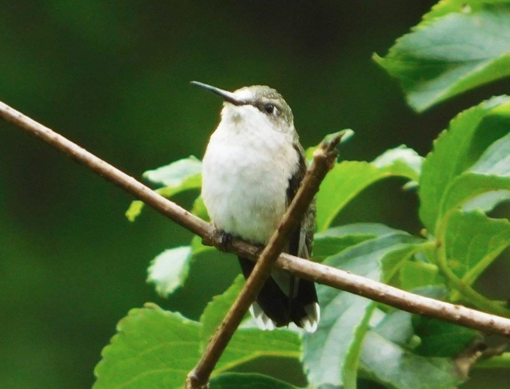 36. Female Ruby-Throated Hummingbird