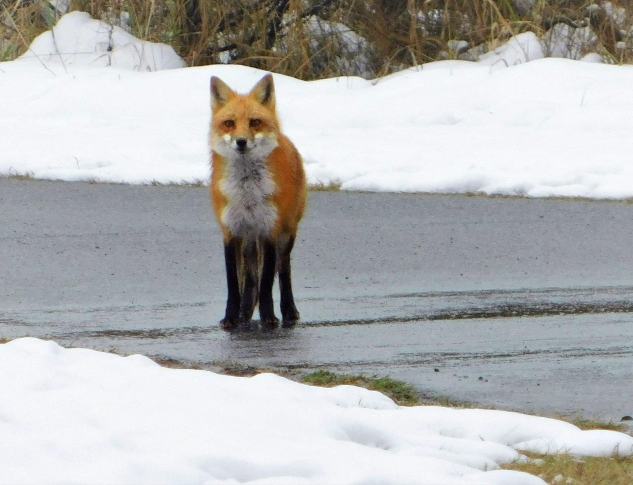 41.Young Red Fox