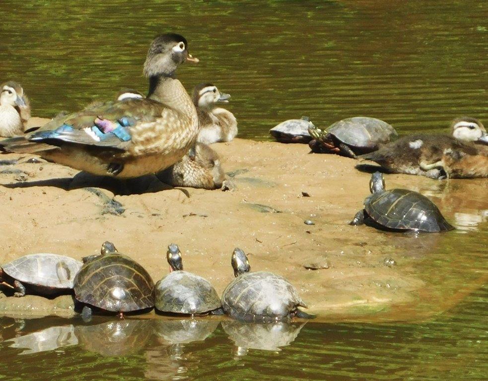 47. Wood Duck & Turtles