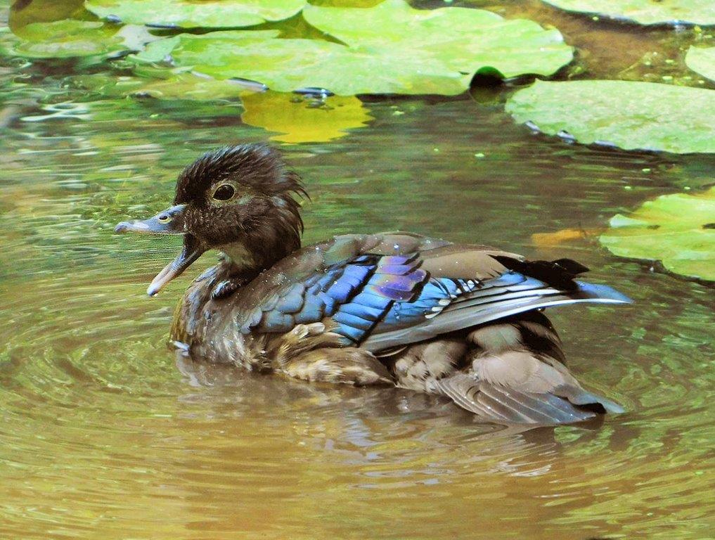 49. Young Wood Duck
