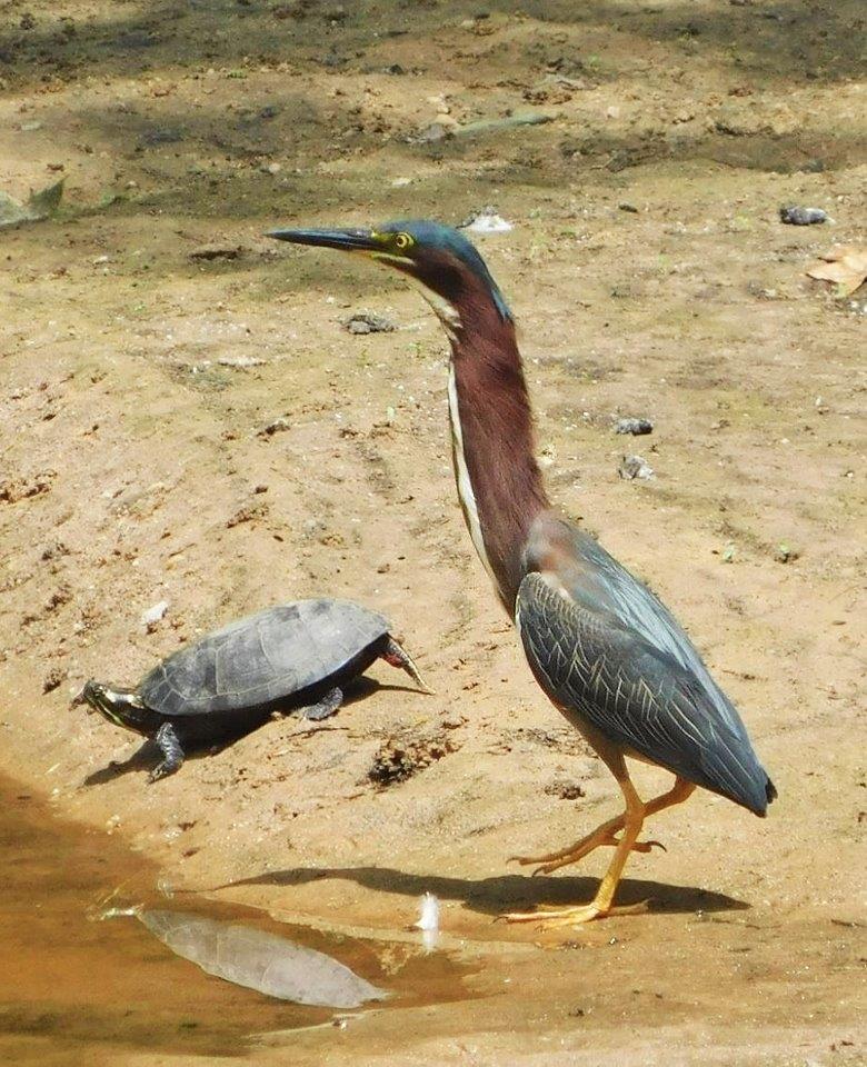 6.Green Heron and Turtle