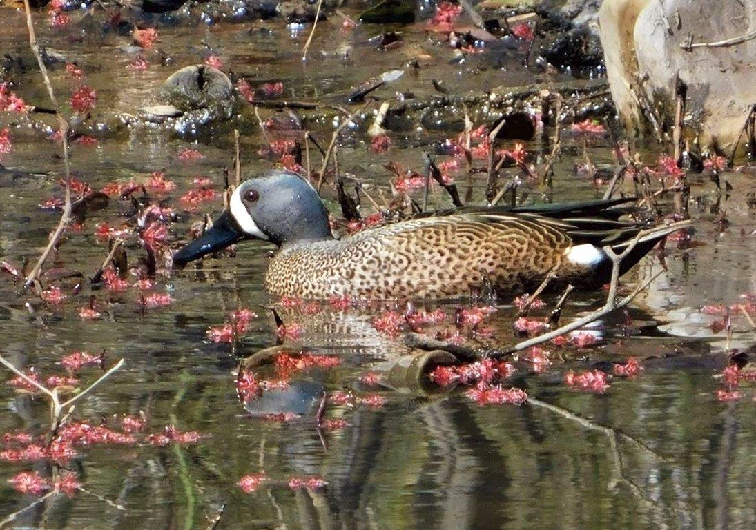 7.Blue-Winged Teal