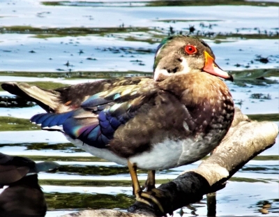 45. Male Wood Duck in Plumage
