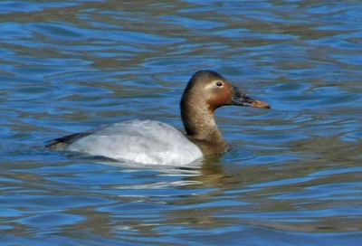 56. Male Canvasback