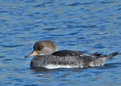 58. Female Hooded Merganser