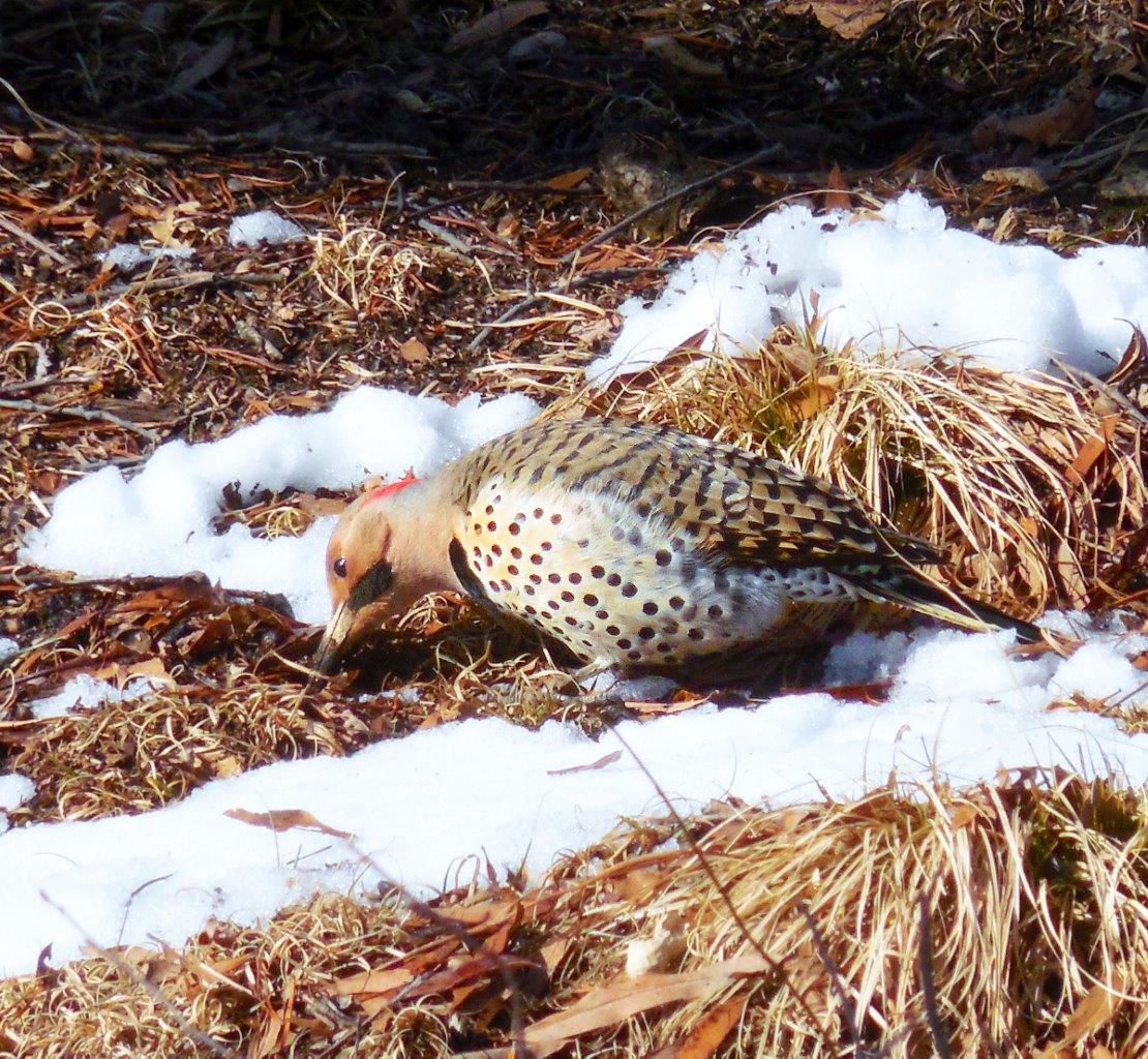 11a. Northern Flicker