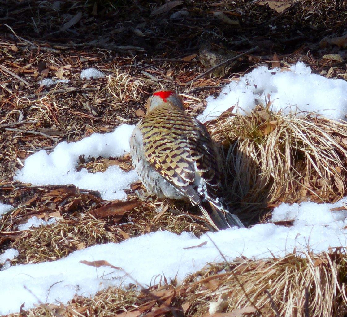 11b. Northern Flicker