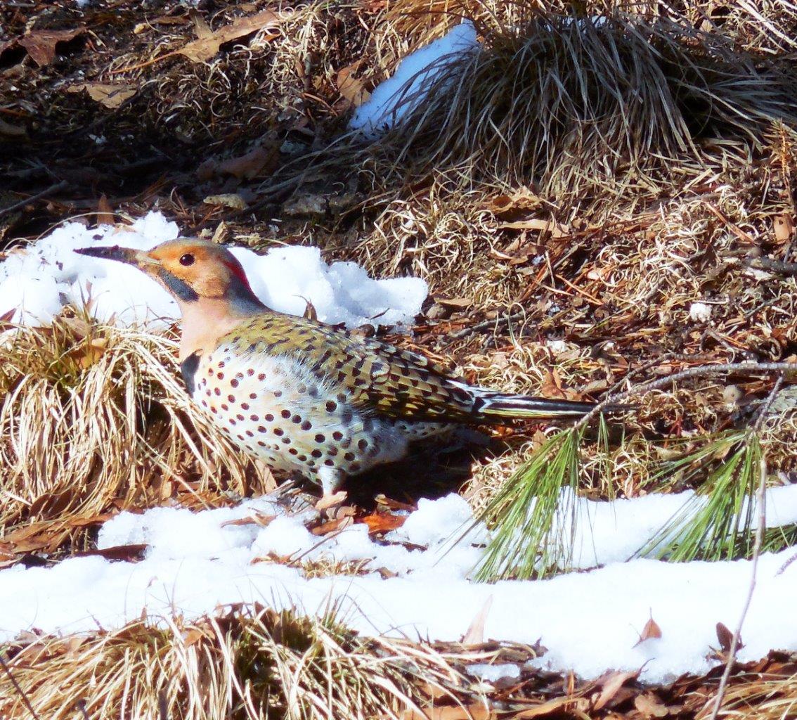 11c.Northern Flicker