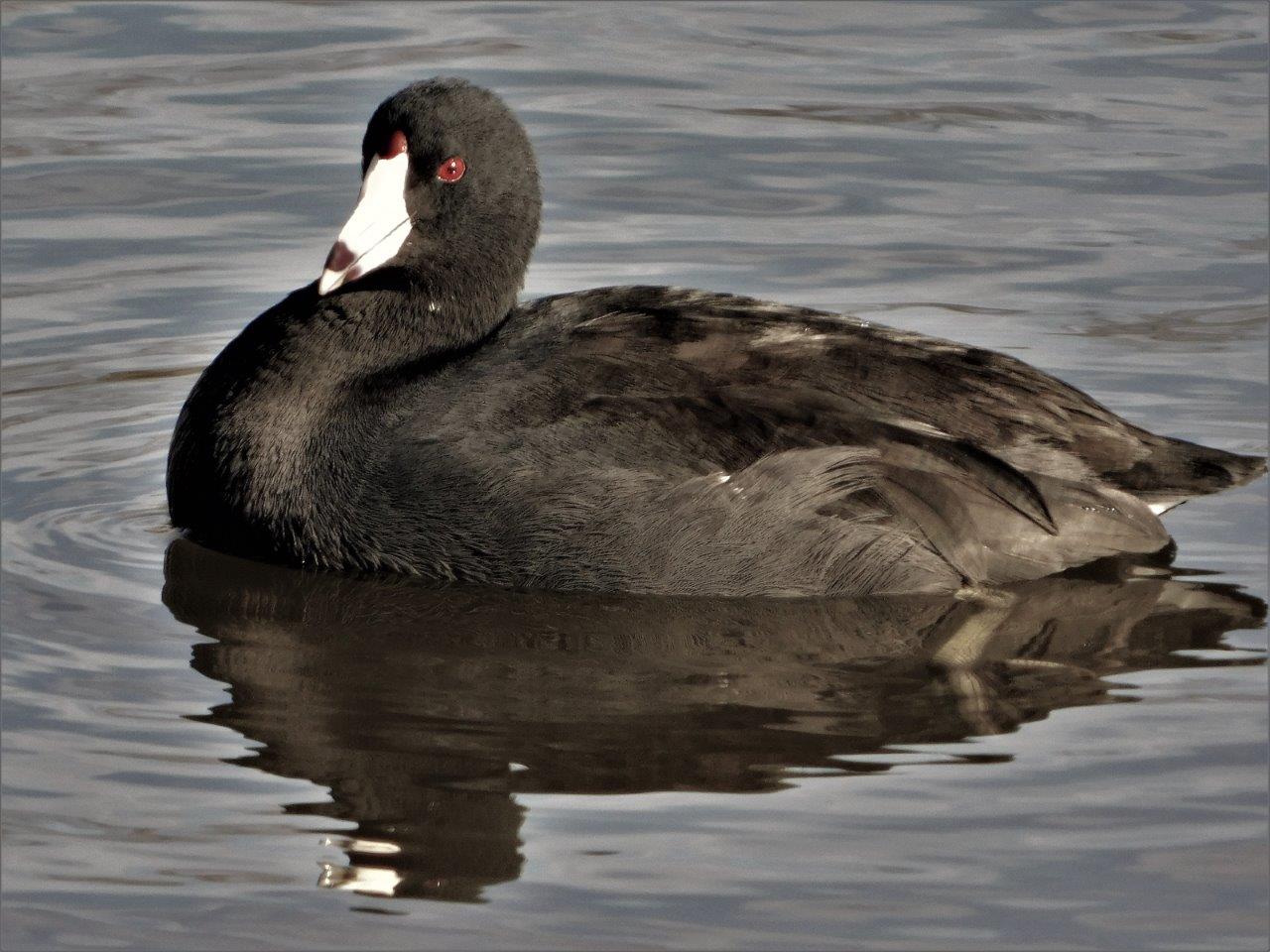 13. American Coot
