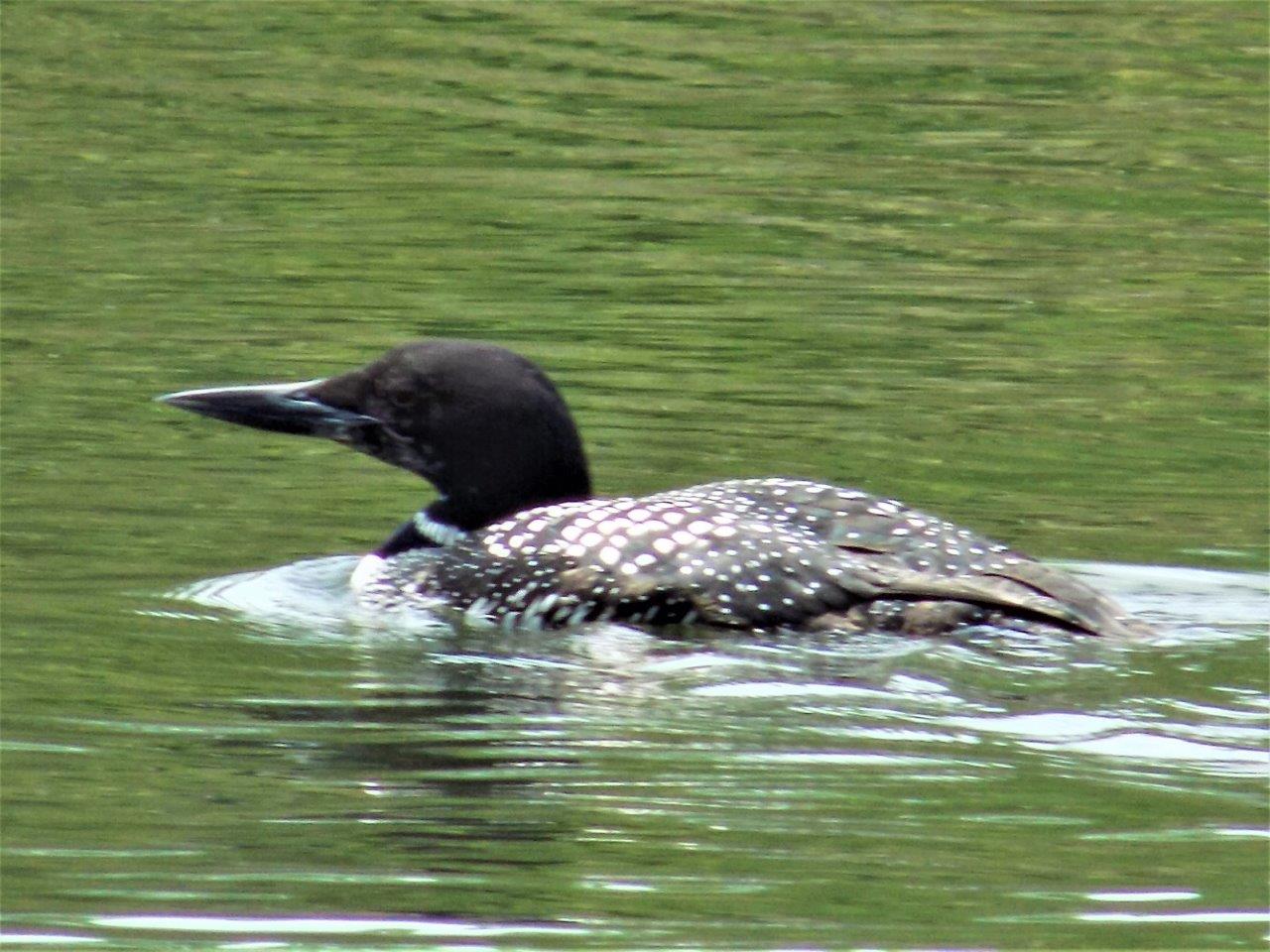 14. Common Loon
