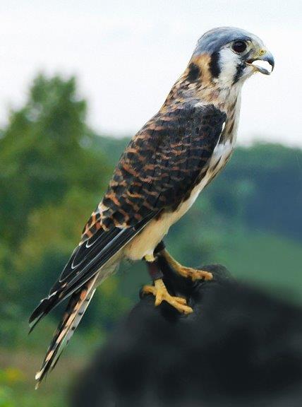 16. American Kestrel