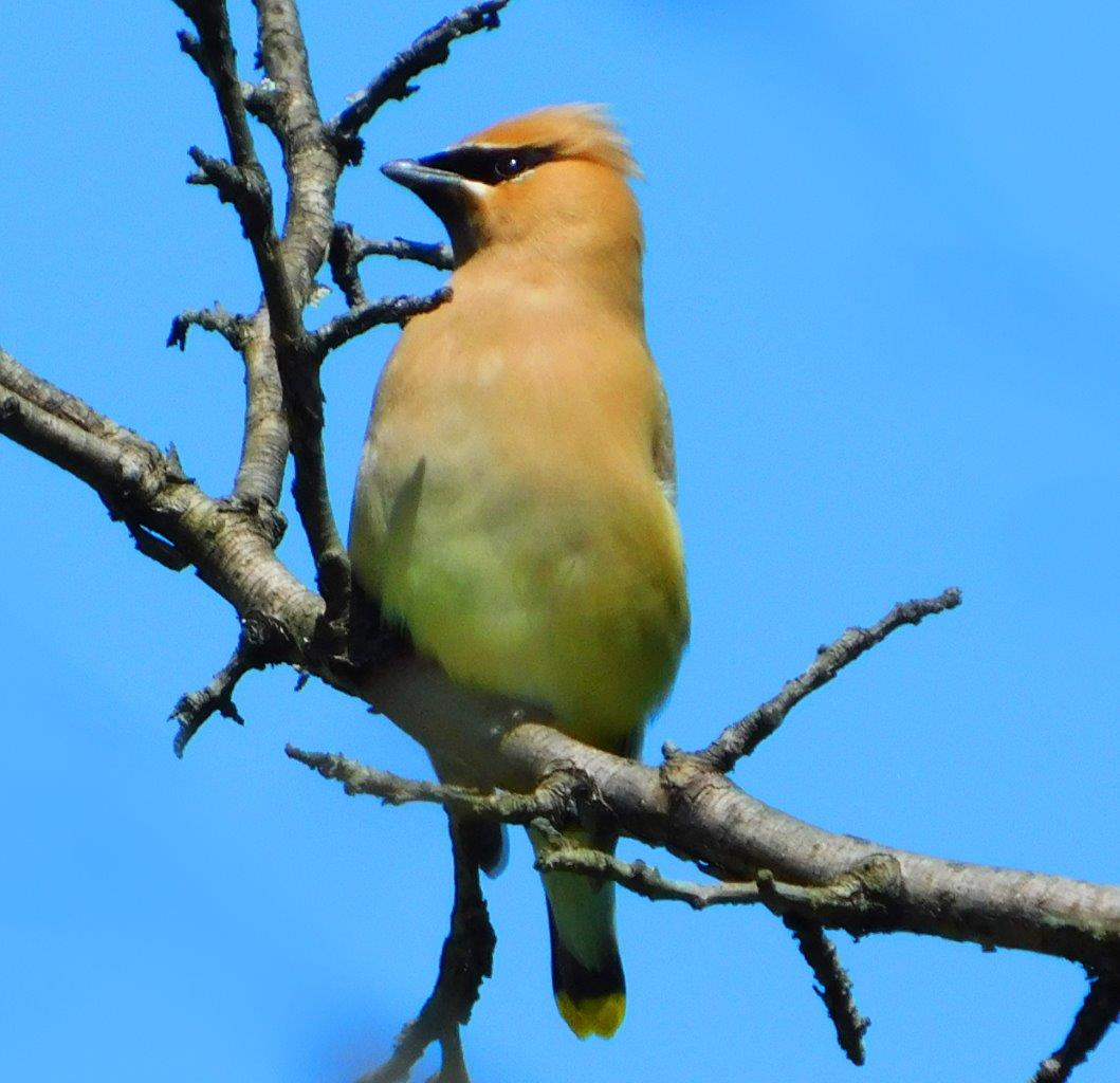 18. Cedar Waxwing