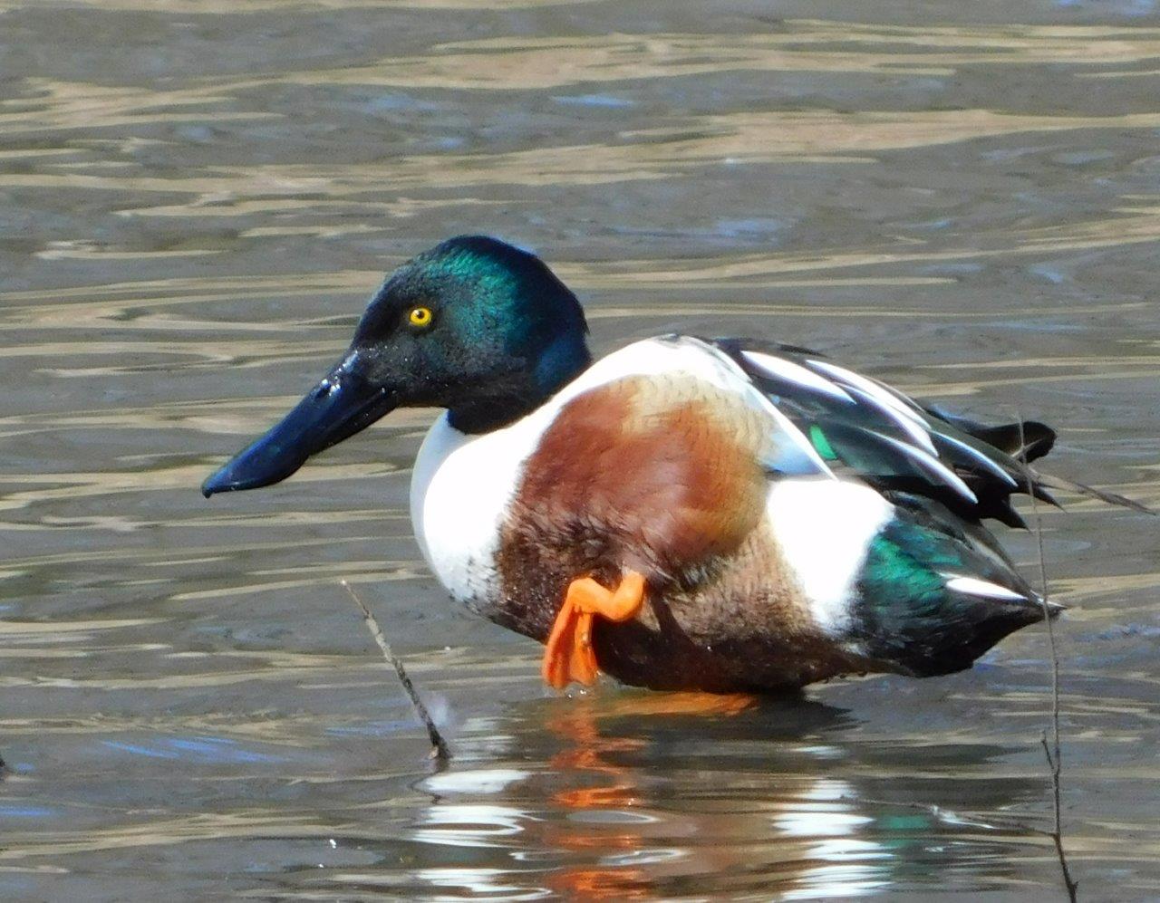 19. Male Northern Shoveler