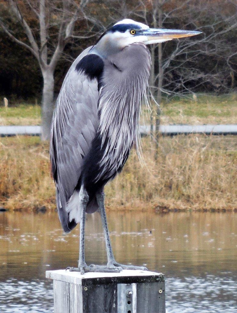 21.Great Blue Heron