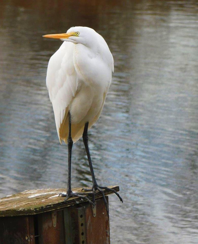 22.Great Egret