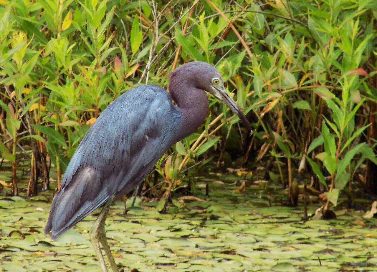 23.Little Blue Heron