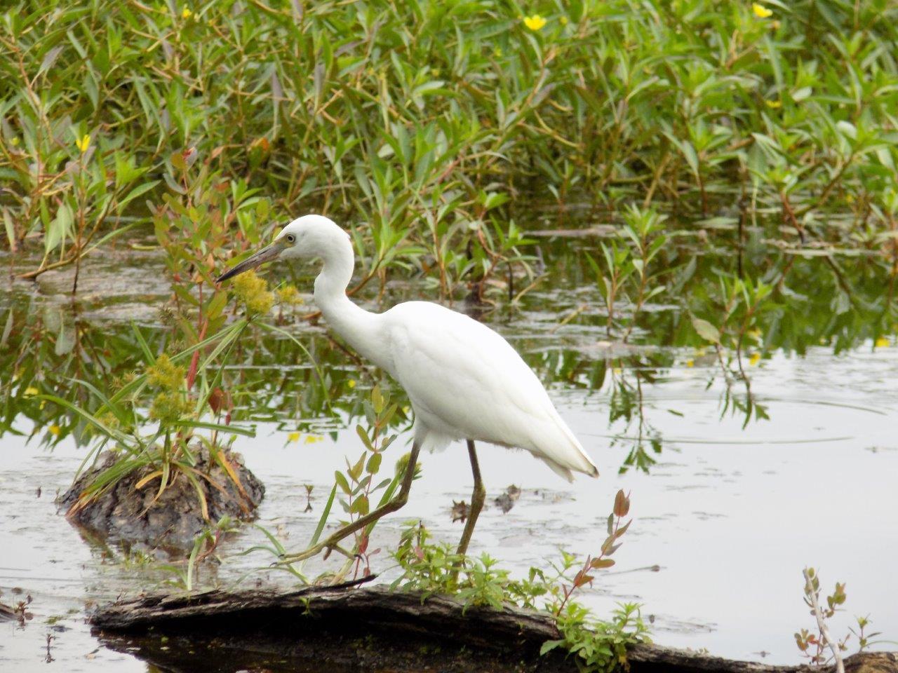 25.Immature Little Blue Heron