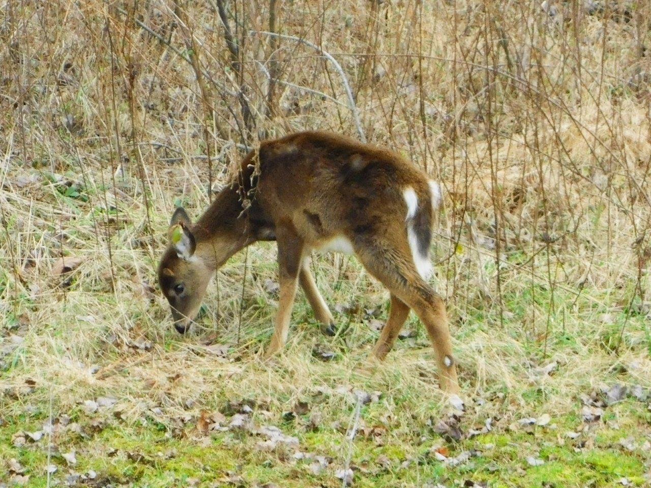 29. Sitka Deer