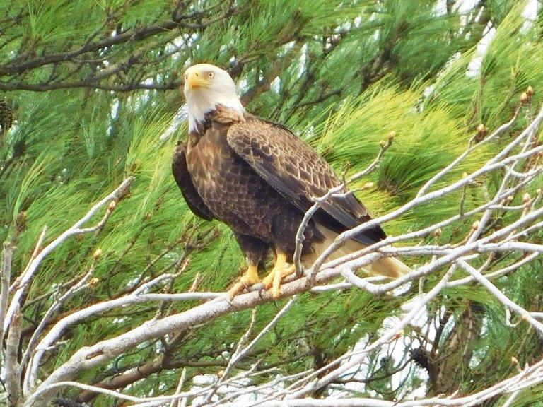 30.Bald Eagle
