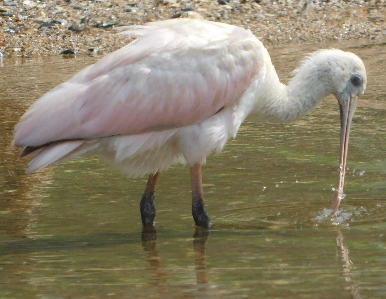 32.Roseate Spoonbill