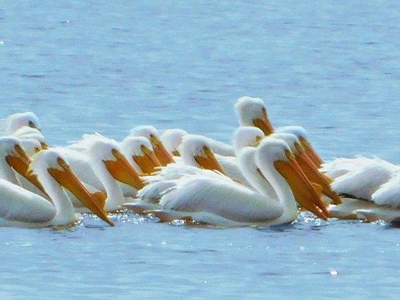 34.American White Pelicans