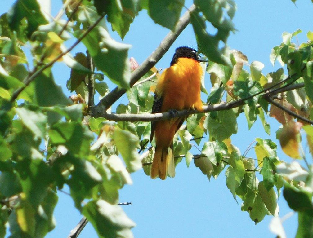37. Male Baltimore Oriole