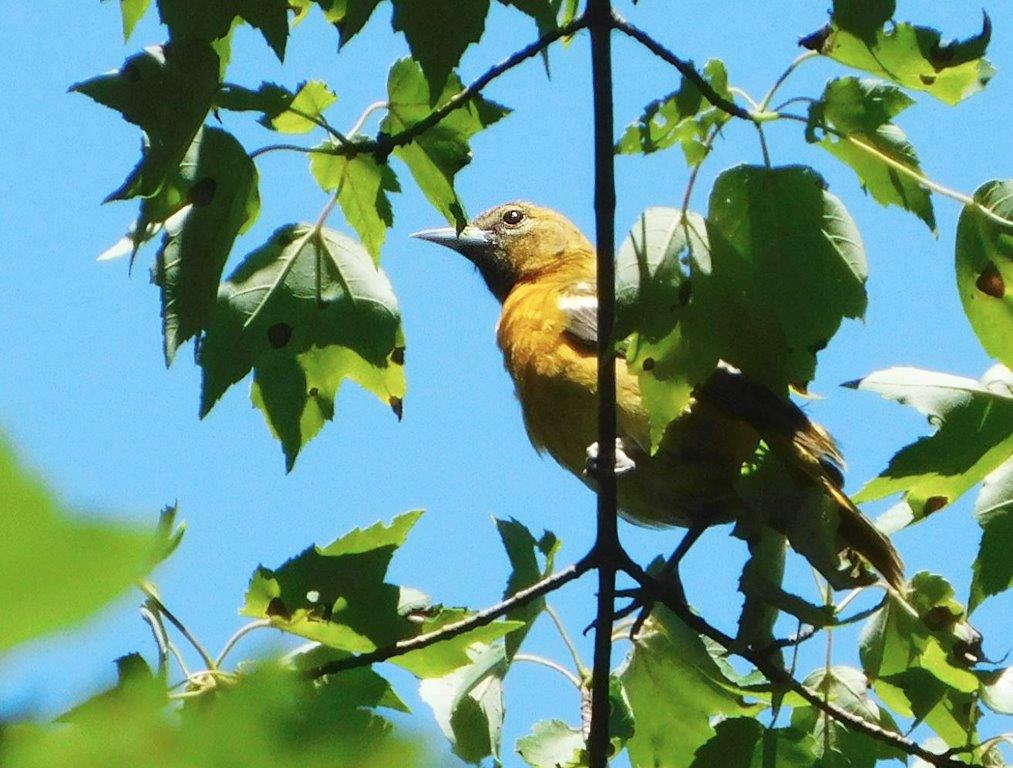 38. Female Baltimore Oriole