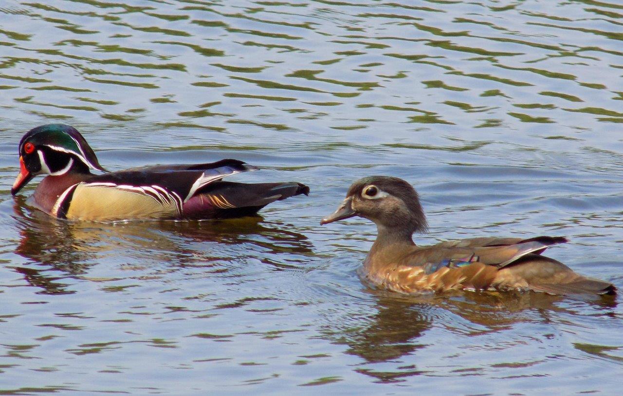 4. Male and Female Wood Ducks 
