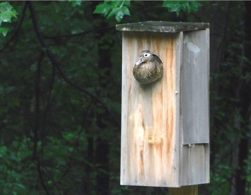46.Female Wood Duck in Nesting Box