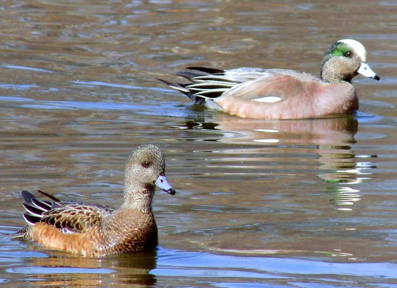 5. Male and Female American Wigeons