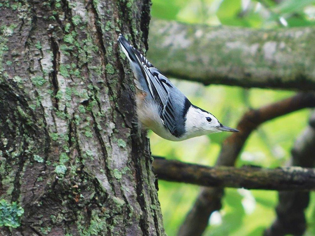 51. Nuthatch