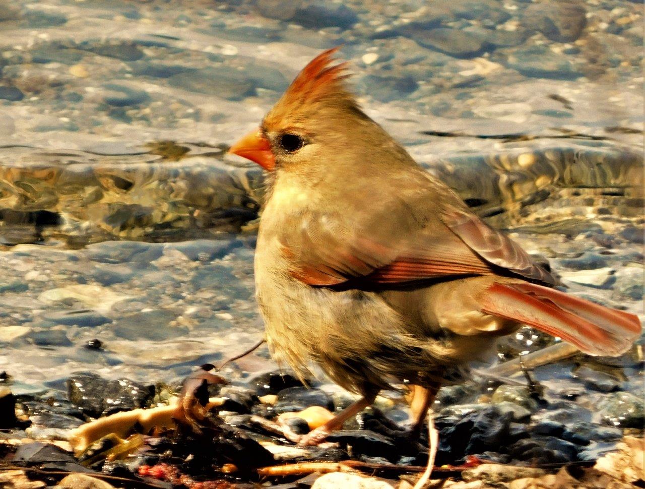 54. Female Cardinal