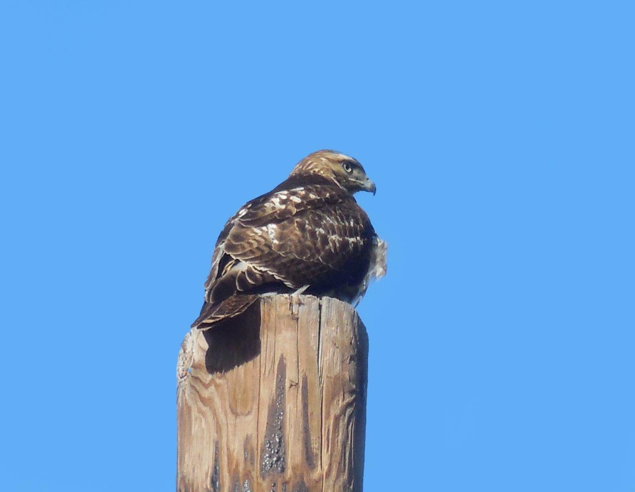 59. Red Shouldered Hawk