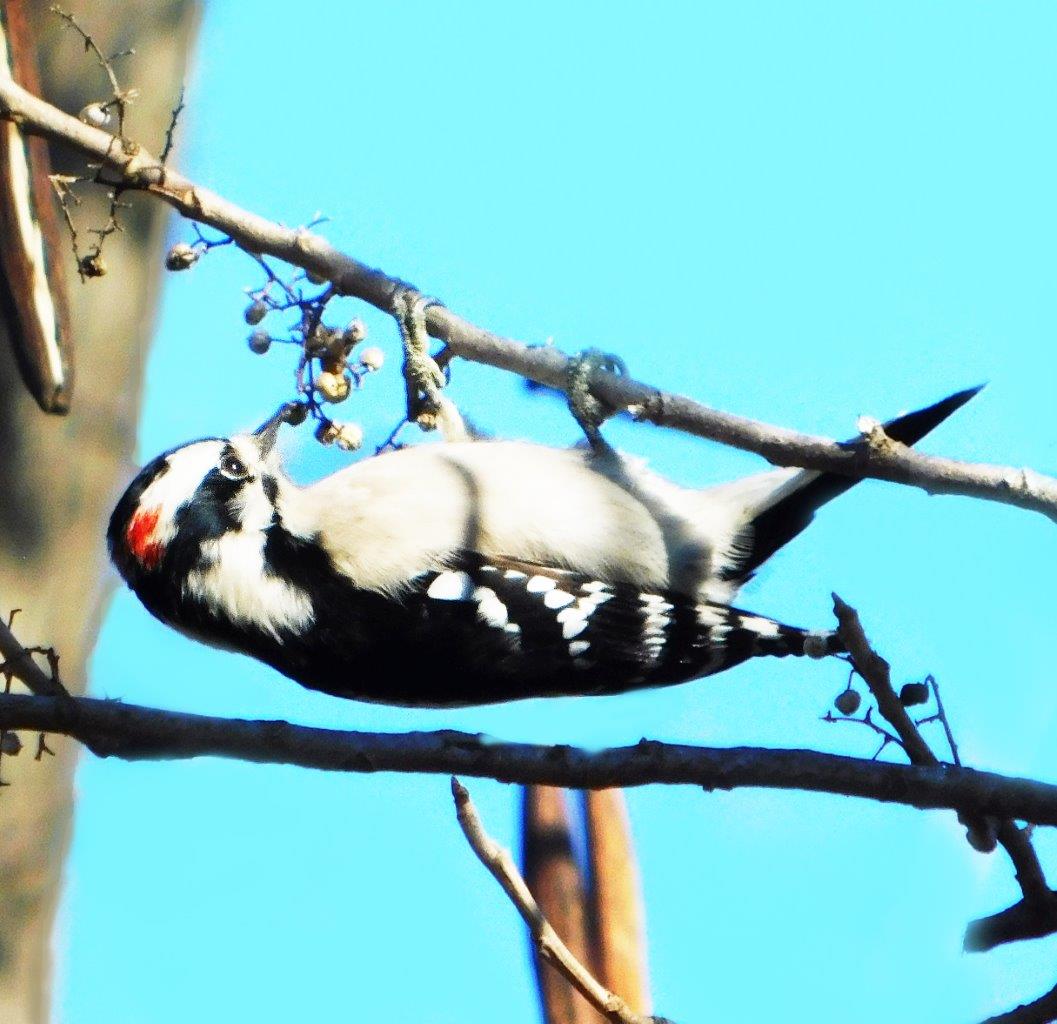 9c. Downy Woodpecker