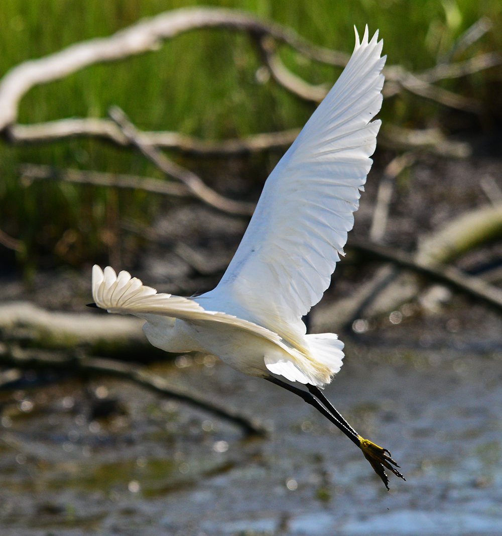 Snowy Egret landing