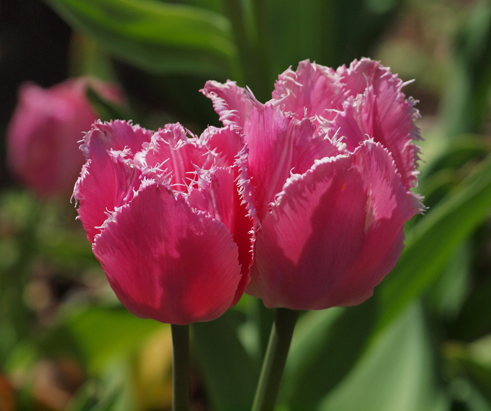 Fringed Petal Tulip