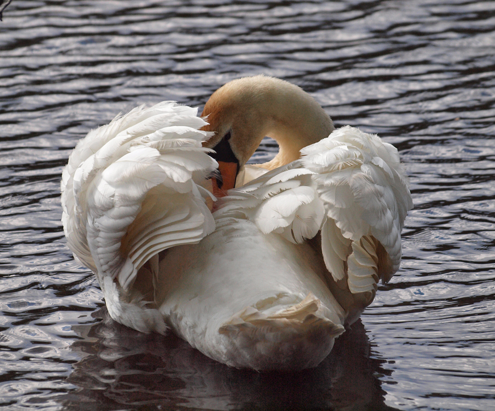Mute Swan preening