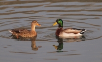 Mallard Ducks in Courtship