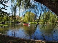 Lagoon Willows and Elms