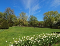 Tulips, Elms and lagoon.