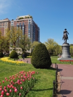 The Public Garden Tulip Beds