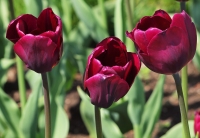 Tulip Virbrant Purple Cubed