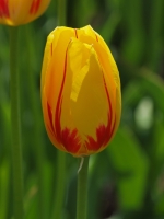 Colorful Single Tulip